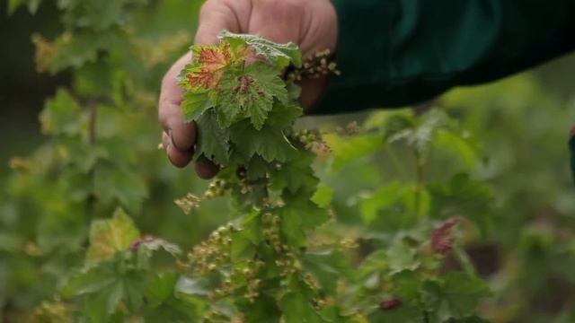 Красные листья на крыжовнике, как лечить. смотреть онлайн