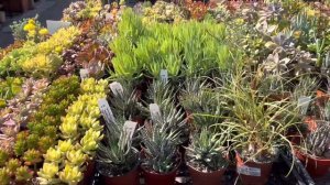 😀 👍 💐☀️ Wide variety of 2", 4", and 6" hanging succulents:  great for containers and landscapes!