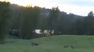 Мафик – Серого не трогайте!