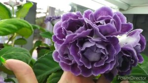 ЦВЕТЕНИЕ ГЛОКСИНИЙ,СОРТ КУПАВА