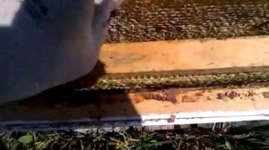 Медосбор закончился