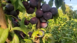 Слива Эльдорадо