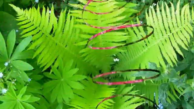 Моя любимая дачурка(дача) смотреть онлайн