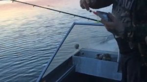 Поймал Судака на Яузском водохранилище и отпустил ?