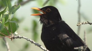 Дрозд черный (Turdus merula) - Blackbird