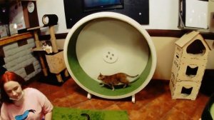 Котокафе... Много котят!