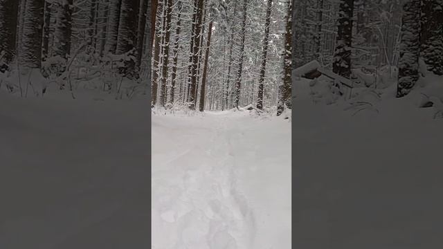 Красота зимнего леса