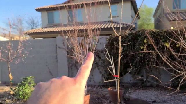 Planting Flavor Delight Aprium смотреть онлайн