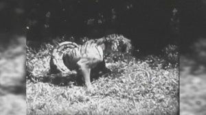 Голодный Питон Глотает Целиком Свою Жертву ! Змея Против Крокодила, Льва и Других Животных