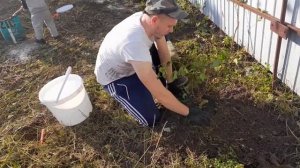 Садимо виноград "Молдова" простим способом.