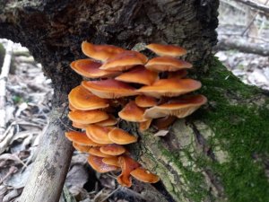 ❗Мы отправились на поиски синеножек и зимних грибов ? 19.11.2023 г. Курская область❗