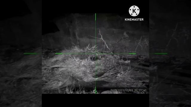 Отстрел крыс! PARD DS35LRF EDgun Leshiy 2.0 Леший 2 смотреть онлайн