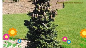 Пихта корейская Гэйт. Краткий обзор, описание характеристик abies koreana Gait