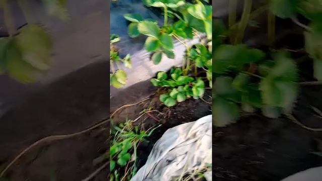 Укоренение усов🍓ранний сорт Сандра