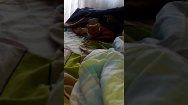 Кот нападает на одеяло. смотреть онлайн