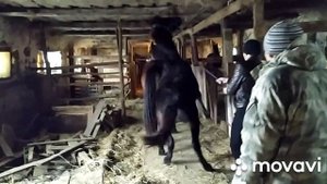 Купили жеребенка