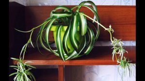 Хлорофитум, уход и размножение