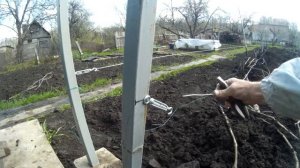 Двухплоскостная шпалера.  Натяжка нижней проволоки.