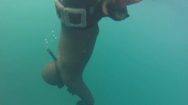 Гребешок на Кольском полуострове. Баренцево море.
