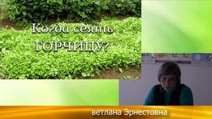 КОГДА СЕЯТЬ ГОРЧИЦУ?