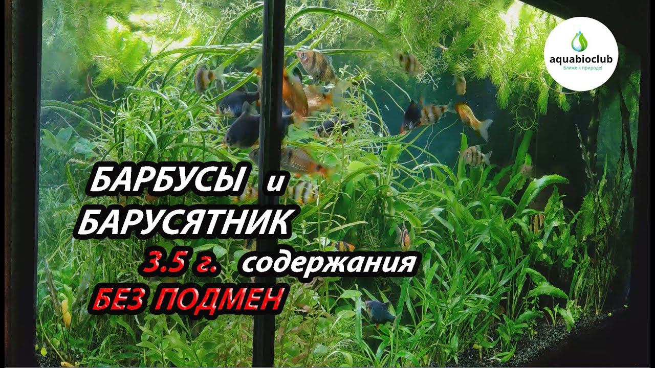 Барбусы и барбусятник из аквариума 3.5 г. без подмен. смотреть онлайн