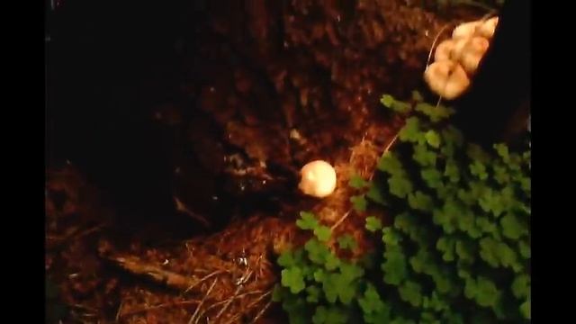 Грибы Чешуйчатки в лесу.  Как приготовить Чешуйчатки. смотреть онлайн