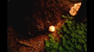 Грибы Чешуйчатки в лесу.  Как приготовить Чешуйчатки.