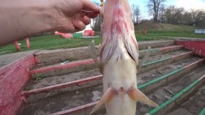 Весенний Судак 3 400 кг. канал им. Москвы. Весна. Рыбалка 2018.