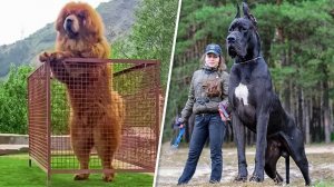 10 аномально больших собак в мире