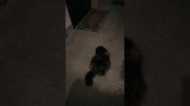 Котопес встречает родителей..mp4