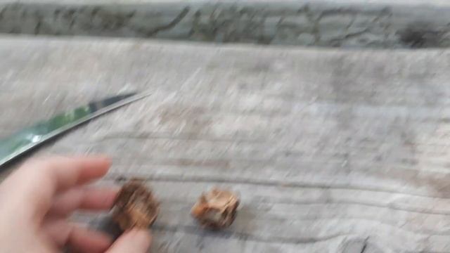 Маньчжурский орех! Плоды, что с ними делать?!) смотреть онлайн