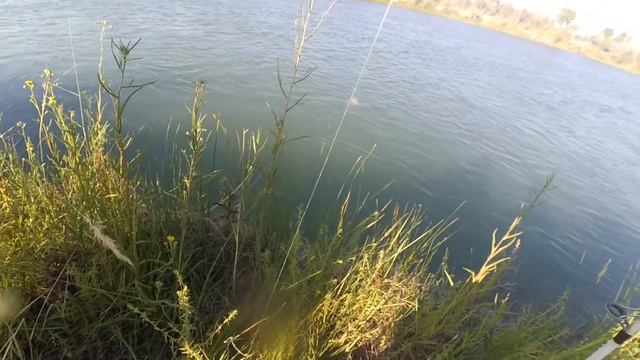 Рыбалка. Ловим амура и сазана на реке. 18 июля 2021г. смотреть онлайн