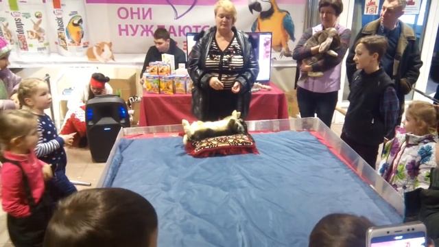 Как уложить кролика спать смотреть онлайн