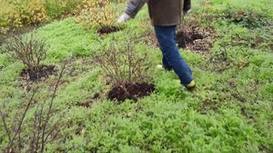 Жимолость. Несколько приемов формирования куста.