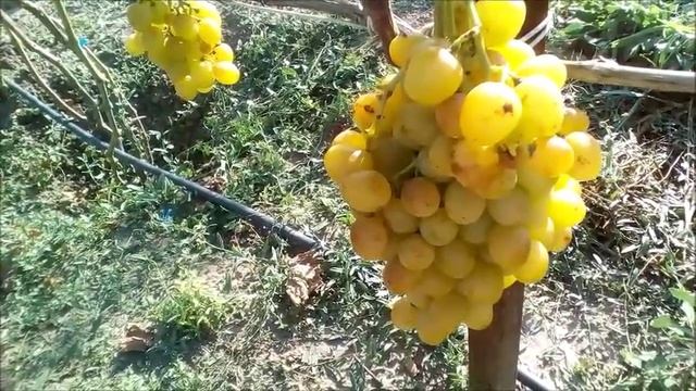 ?ВИНОГРАД СУПЕР ЭКСТРА 2019