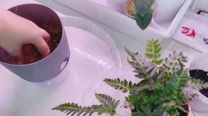 Замес грунта для папоротников и хищников ! Пересадим Новинки ??♀️