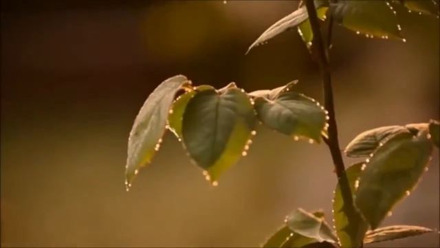 26. Слух о гибели Пророка достигает Медины смотреть онлайн