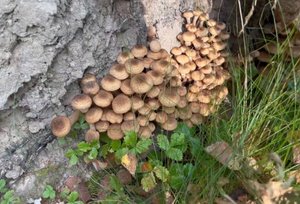 ГРИБАЛКА. ОЧЕНЬ МНОГО ГРИБОВ. СОБИРАЕМ ОСЕННИЕ ОПЯТА. ЛЕС РАДУЕТ СВОИМИ ДАРАМИ.