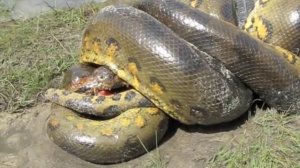 Anaconda vs Caiman Alligator