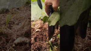 баклажаны "король севера"