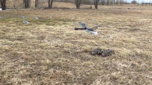 Махокрыл 1.MOV