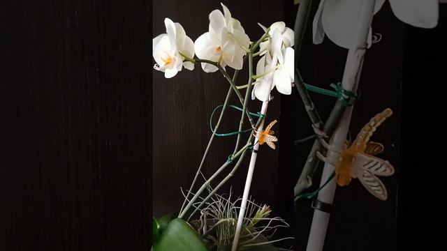 Летнее цветение орхидеи лимонного цвета. Лето 2023 года смотреть онлайн