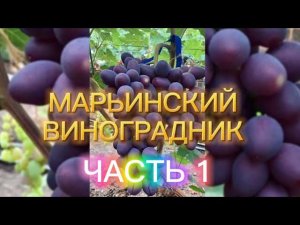 ВИДЕО-КАТАЛОГ НАШЕГО ВИНОГРАДА