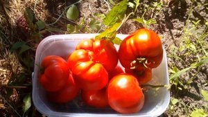 Томат Австралиец. Приятно поразил вкусом. Сезон 2018 ( Лучший сорт универсального назначения)