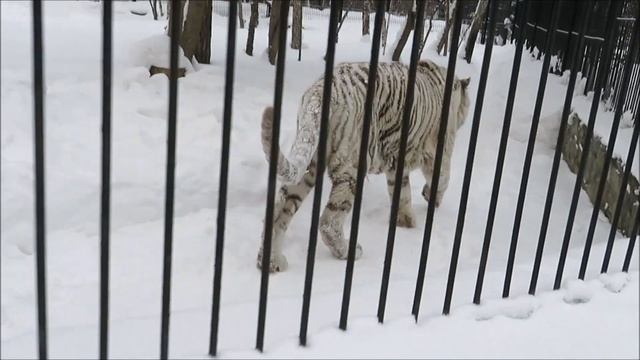 Бенгальскому тигру Зао сегодня очень нравится общаться и позировать 13.02.2023 смотреть онлайн