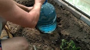 Капельный полив из пластиковых бутылок или полив для ленивых.