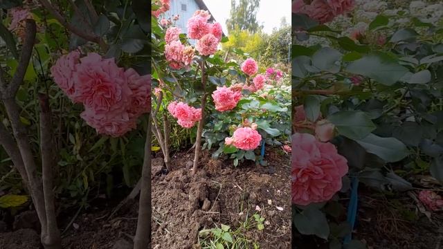 Дача.Мои цветы. Почвопокровная роза "Четыре  сезона".