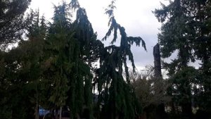 Weeping Douglas Fir / Pseudotsuga menziesii 'Pendula'