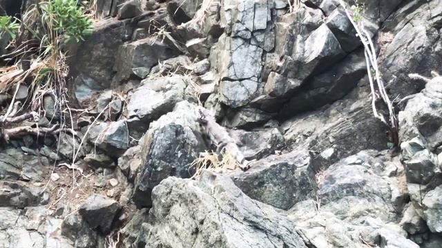 КАРИБСКИЕ ОСТРОВА/САМЫЕ КРАСИВЫЕ ПЛЯЖИ МИРА🐠🌴/ ИГУАНЫ 🦎/ ЧАСТЬ 2 смотреть онлайн