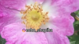 ЦУНТИНСКИЙ РАЙОН С.ВИЦЯТЛИ.